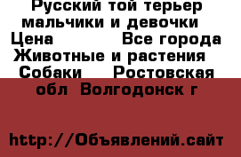 Русский той-терьер мальчики и девочки › Цена ­ 8 000 - Все города Животные и растения » Собаки   . Ростовская обл.,Волгодонск г.